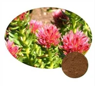 Pudră de extract de Rhodiola Rosea