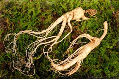 Pudră de extract de ginseng roșu fermentat - HSF Biotech oferă cea mai bună f...